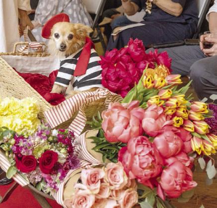 Toulo use was the big winner with “Overall Best in Show” and “Most Fashionable.”