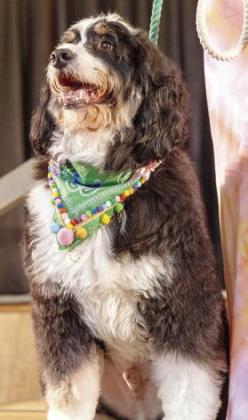 Wiley took home the “Best Wiggle Butt Strutt.”