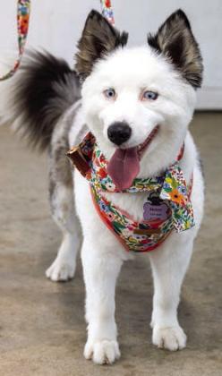 Helen Kell er won “Best Tail Wagger.”