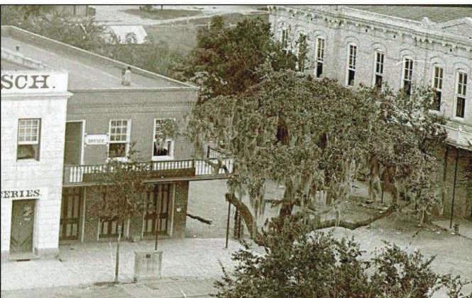 This detail from an 1895 photograph shows the Historic Oak laden with Spanish moss in front of the old red brick Sinks building. Courtesy Of Fayette Heritage Museum &amp; Archives