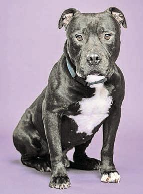 Adopt me!