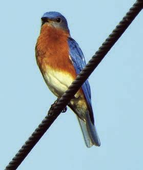 Chickadee, Bluebirds