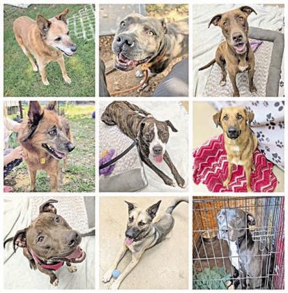 To find out more about pets for adoption from the Gardenia E. Janssen Animal Shelter, call 979-966-0021 or visit www.janssenanimalshelter.org or its Facebook page. Hours are Tuesday thru Saturday 10 a.m. to 4 p.m.