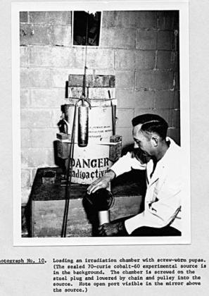Entomology Research Branch, InsectsAffecting Man and Animals Section, Agricultural Research Service, United States Department of Agriculture. Photograph “Loading an Irradiation Chamber with Screw-Worm Pupae.” Special Collections, USDA National Agricultural Library. Accessed June 13, 2026, https://www.nal. usda.gov/exhibits/speccoll/items/show/7333.