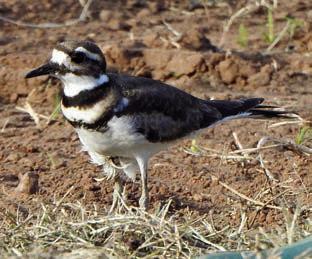 Pair of Killdeer