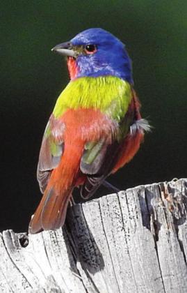 Painted buntings plentiful in the area