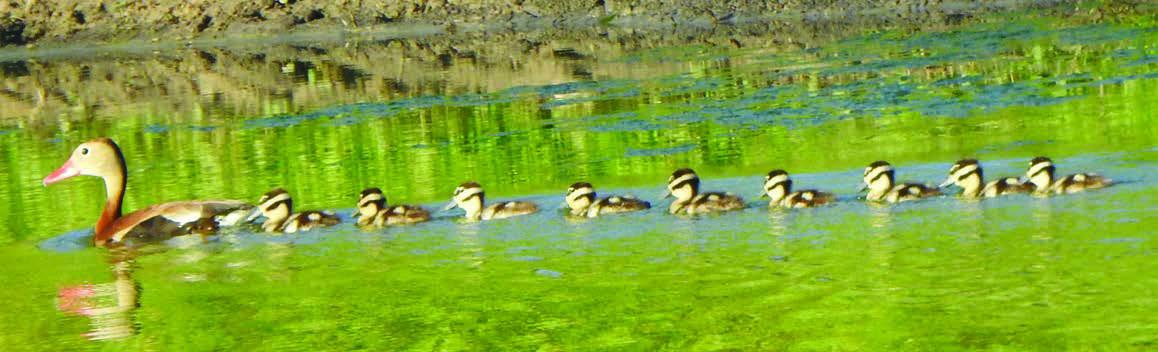 Landa sends duck, butterfly photos