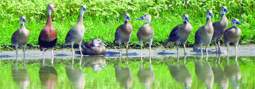 Landa sends duck, butterfly photos