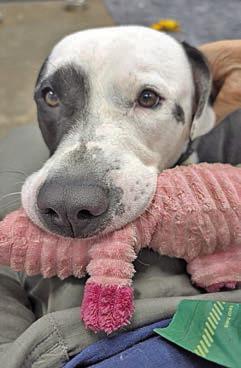 Adopt me!