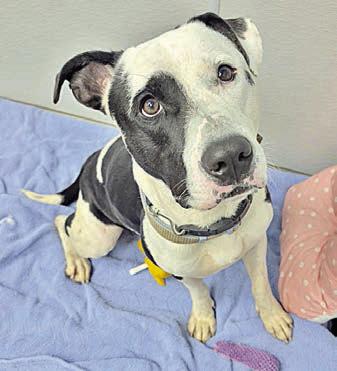 Adopt me!