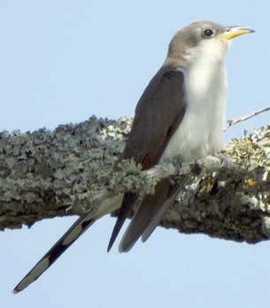 Landa has banner weekend photographing birds