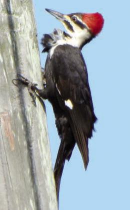 Landa has banner weekend photographing birds