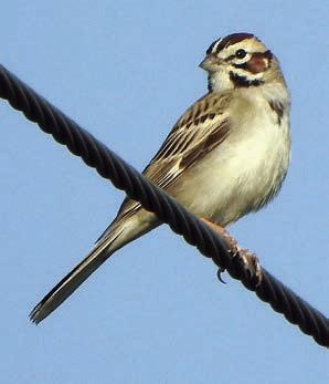 Landa has banner weekend photographing birds