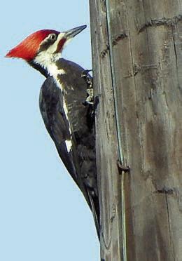 Landa has banner weekend photographing birds
