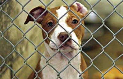 It’s Pit Bull Awareness Month