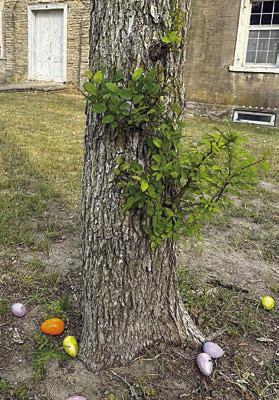 Two egg hunts will be featured at Easter on the Bluff. The first will be at 5:30 p.m. in the yard of the Kreische House for children age 4 and under. The second will be at 6 p.m. for ages 5-12 and will take place across the grounds.