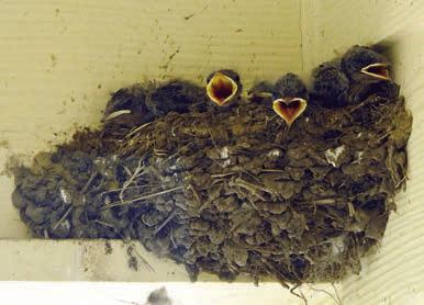 ‘Schulenbirder’ sends photos