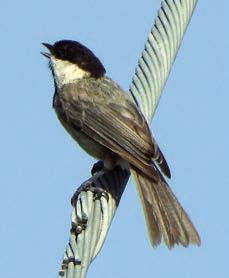 ‘Schulenbirder’ sends photos