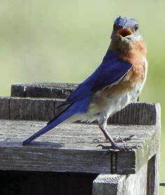 ‘Schulenbirder’ sends photos