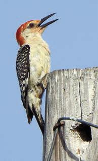 ‘Schulenbirder’ sends photos