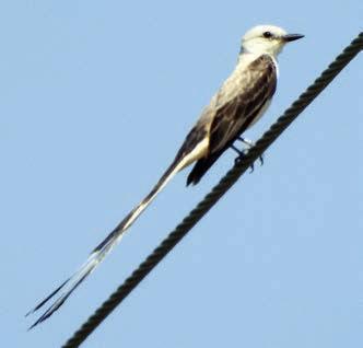 ‘Schulenbirder’ sends photos
