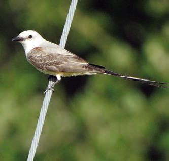 ‘Schulenbirder’ sends photos
