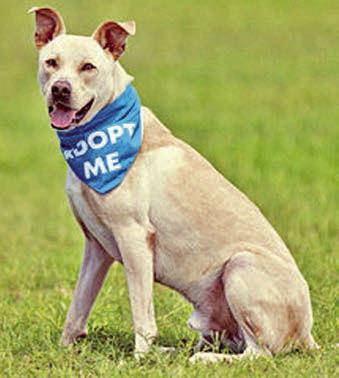Adopt me!