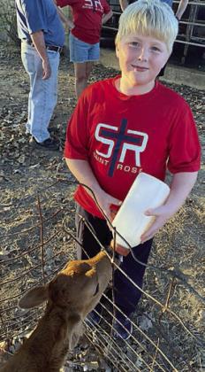 Bottle-feeding a baby Jersey calf is Wyatt Smrkosky.