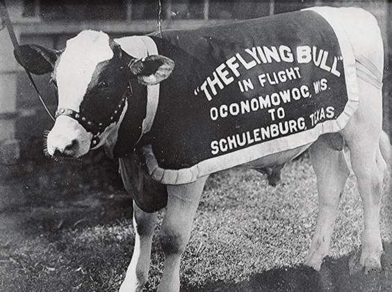 Schulenburg’s Carnation Badger the Flying Bull has earned a place in Texas history as one of the most audacious publicity stunts ever.