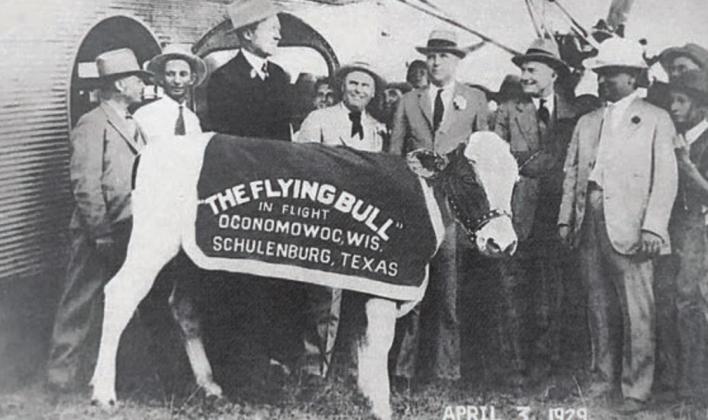 Carnation Badger the Flying Bull swings his head back for a memorable photo.