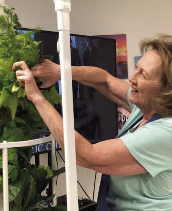 Harvesting salad greens from the Tower Garden at Senior Connections is an outstanding volunteer, Sharon Rodriguez. The Tower Garden was obtained thanks to a grant from Second Chance Emporium.