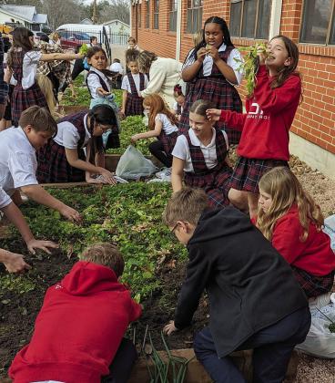 Harvesting the vegetables on Thursday, Jan. 11 are the St. Rose fourth grade students, with a couple of them pretending that they are eating a salad.