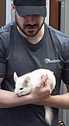 Snowball, the chinchilla