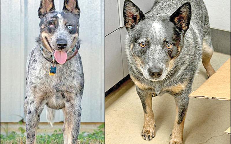 Adopt me!