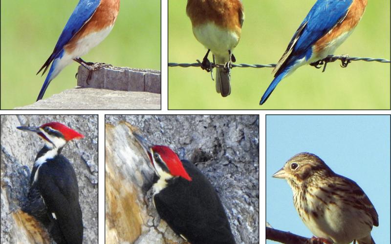 ‘Schulenbirder’ sends photos