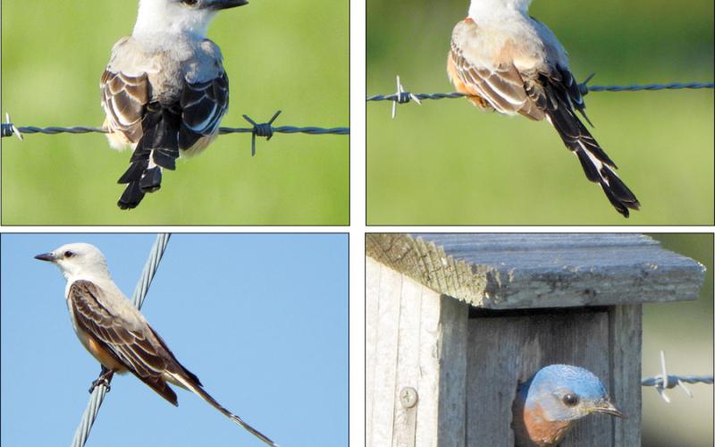 Scissortail flycatchers, eastern bluebird photos submitted