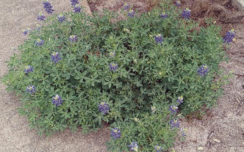 Bluebonnet in unique location