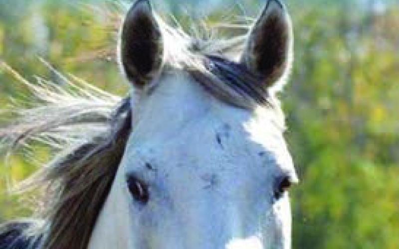Author to talk about horse racing at Weimar library