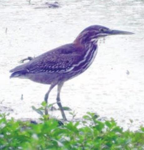 Herons and ducks