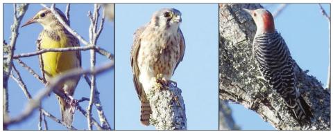 Meadowlark, Kestrel, Woodpecker
