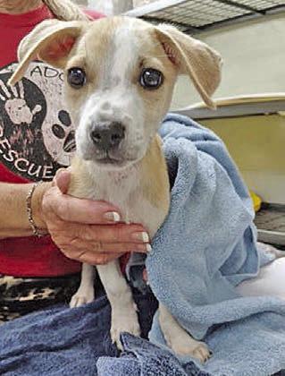 Adopt me!