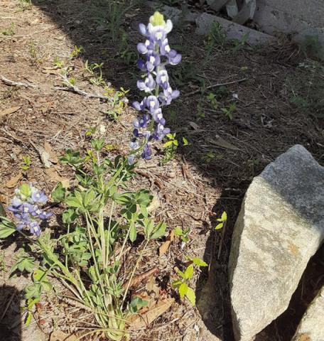 Bluebonnet still blooming