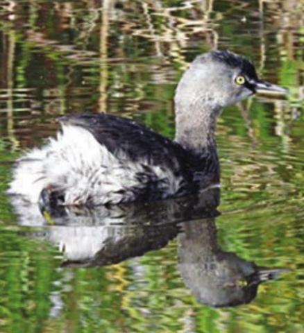 Least Grebe