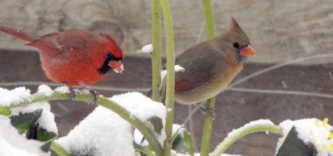 Birds photographed after snowfall
