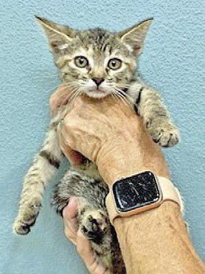 Adopt me!