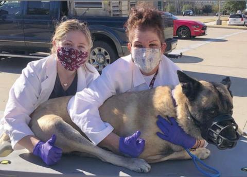 Retired K-9 Lobos undergoing cancer treatments