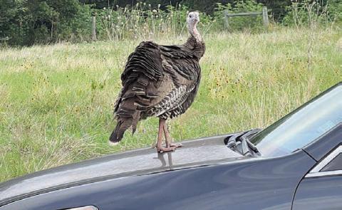 Not-so-wild Wild Turkey
