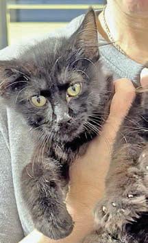 Adopt me!