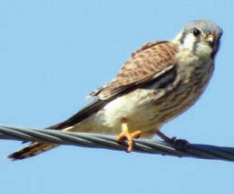 American Kestrel