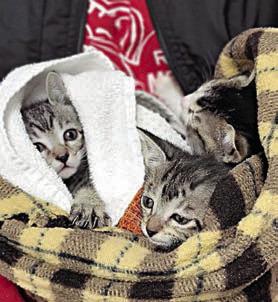 The first litter of 2025 is safe and warm in foster care to fatten up and get some vaccines on board, and they’ll be available for new forever homes in a couple of weeks.